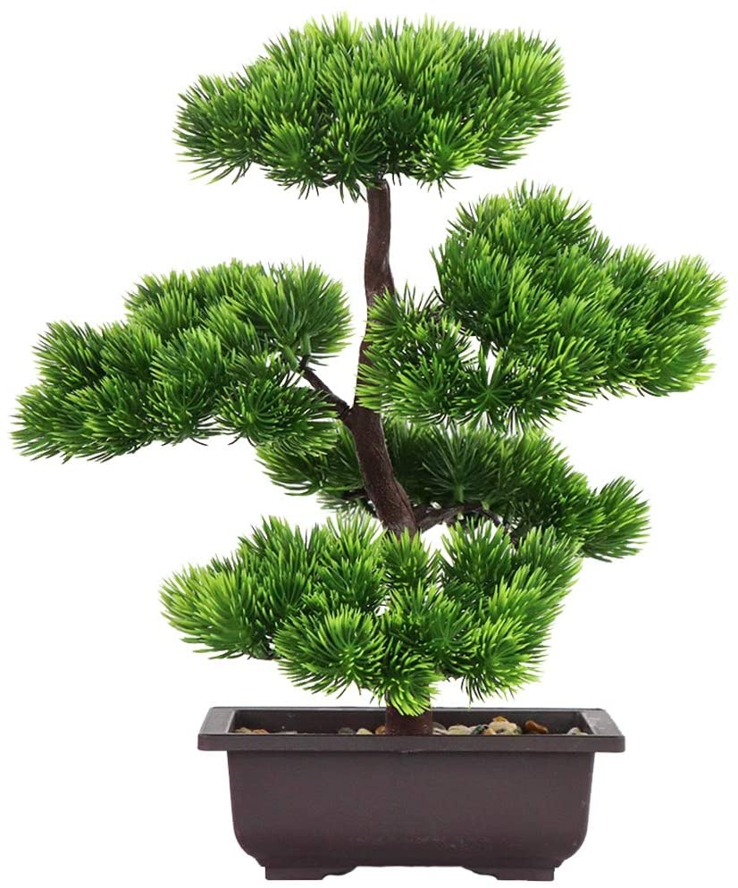 Japanese Pine Bonsai Plant for - Victory Home Decor reseña y precio