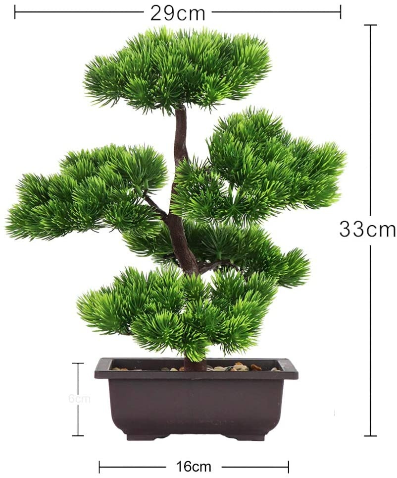 Japanese Pine Bonsai Plant for - Victory Home Decor reseña y precio