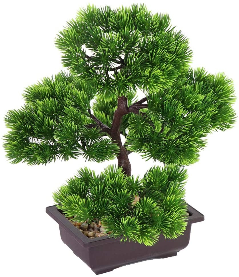 Japanese Pine Bonsai Plant for - Victory Home Decor reseña y precio