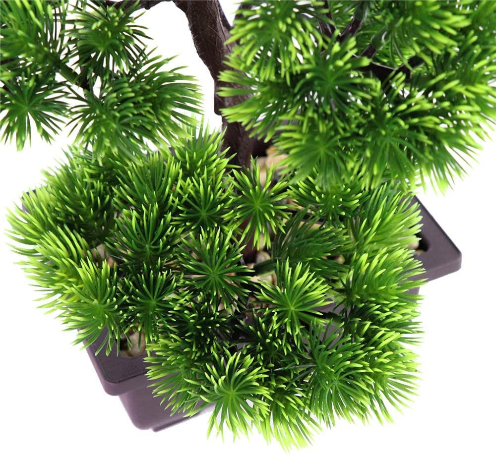 Japanese Pine Bonsai Plant for - Victory Home Decor reseña y precio