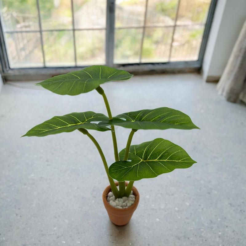 1Pcs Dollhouse Philodendron Mi - Home Decor Garden reseña y precio